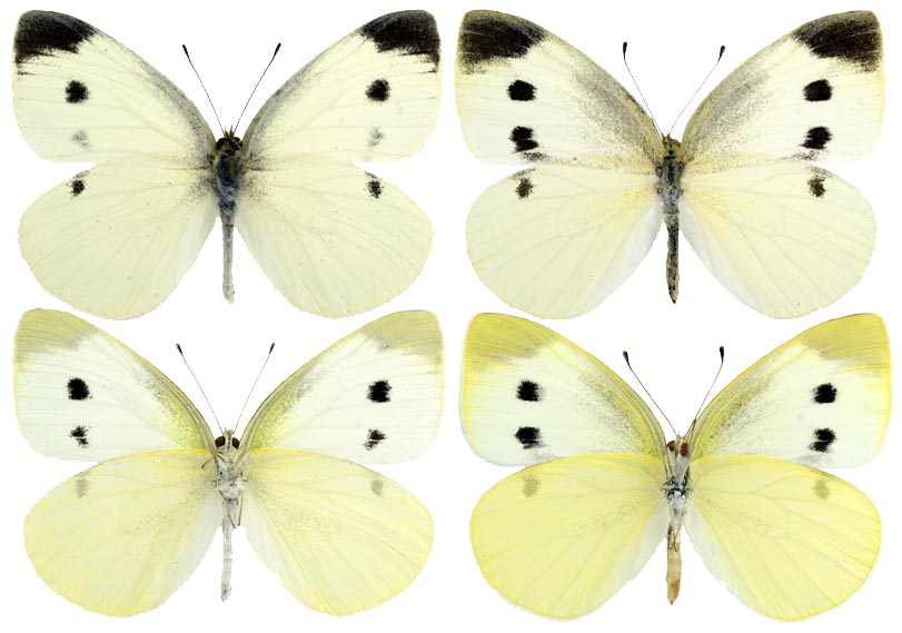  Pieris rapae rapae (Linnaeus, 1758). Фото: © Валентин Тихонов. Самец: 8 сентября 2008, Дагестан, дельта Самура. Собрал В. В.Тихонов. Самка: 4 августа 2008, Дагестан, дельта Самура. Собрал В. В.Тихонов. 